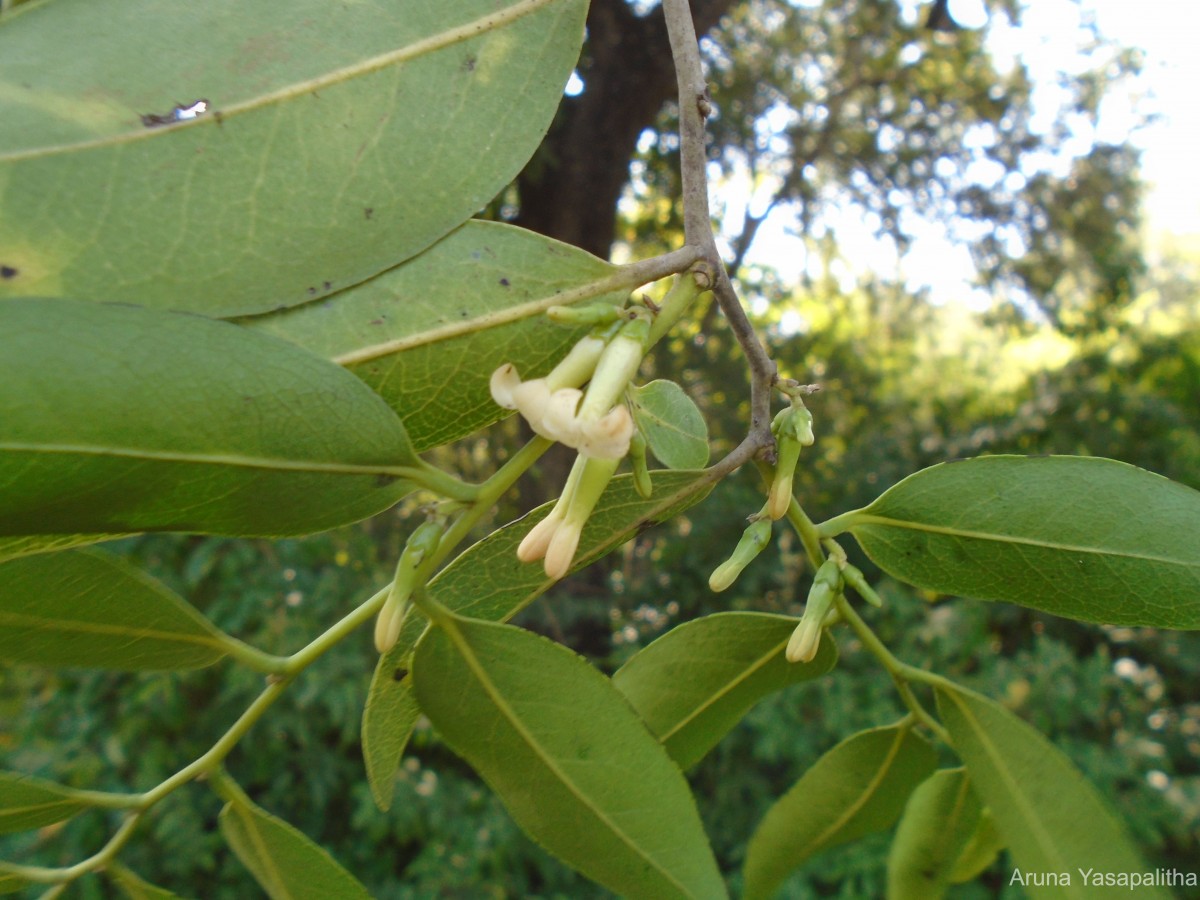 Diospyros ebenum J.Koenig ex Retz.